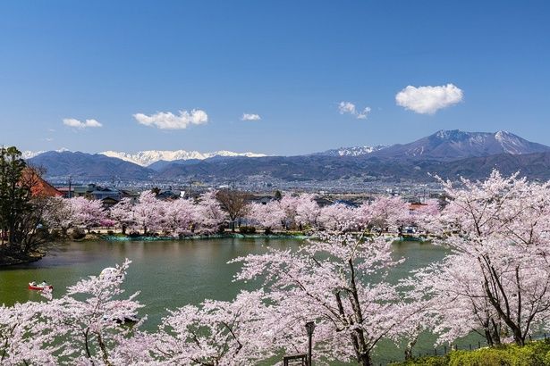 水面に写る鮮やかな桜/臥竜公園の桜 画像提供：信州須坂観光協会