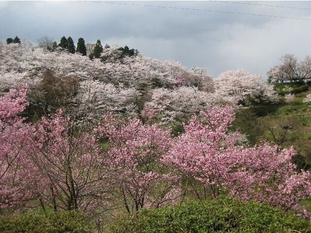 公園一面に咲き誇る桜/城ケ山公園の桜 画像提供：越中八尾観光協会