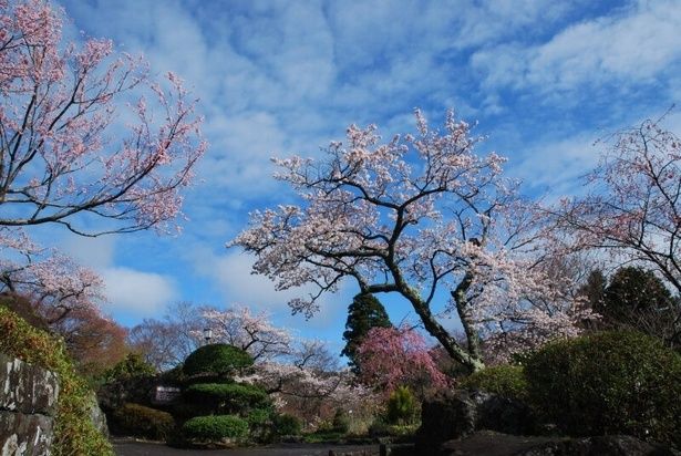 常緑樹の中で桜のピンク色が映える/箱根強羅公園の桜 画像提供：(株)小田急箱根