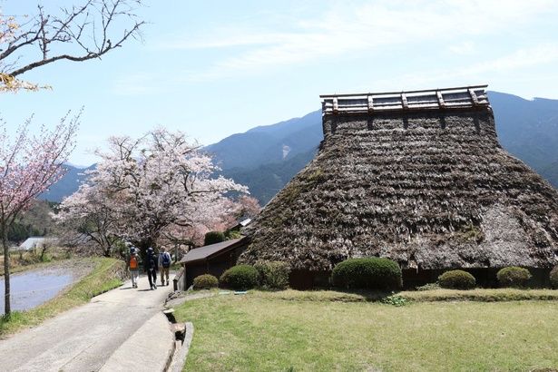 ヤマザクラが棚田に映りこむ風景も/三多気の桜 画像提供：津市観光協会