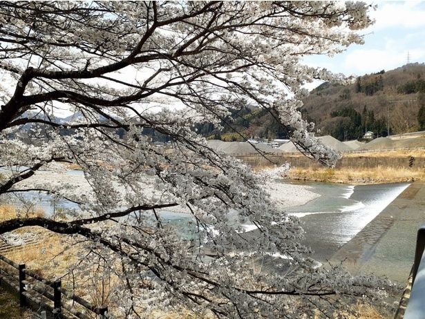 片品川沿いの桜/老神温泉の桜 画像提供：老神温泉観光協会