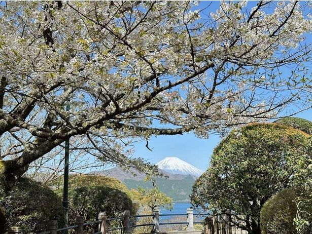 富士山を眺望しながら花見を楽しめる/恩賜箱根公園の桜 画像提供：恩賜箱根公園