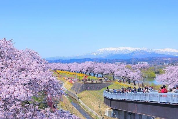 川沿いにびっしりと並んだ桜は絶景/柴田町船岡城址公園の桜 画像提供：柴田町商工観光課