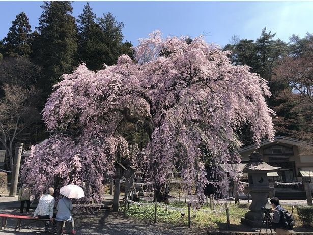 樹齢約200年の紅しだれ桜/南湖公園・楽翁桜 画像提供：白河観光物産協会
