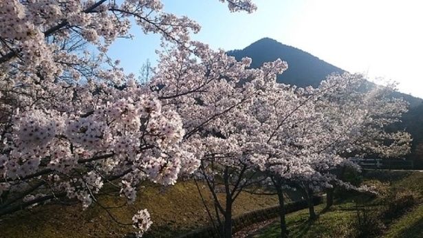 雄大な三上山とさまざまな桜を楽しめる/滋賀県立近江富士花緑公園の桜 画像提供：滋賀県立近江富士花緑公園