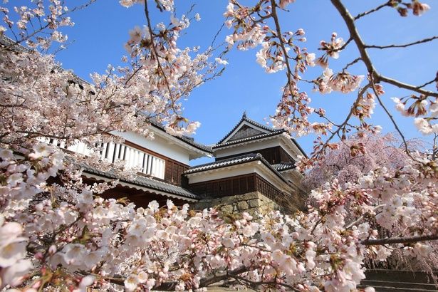 名城を彩る爛漫の桜/上田城(上田城跡公園) 画像提供：上田市役所