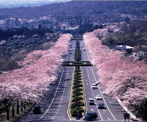 霊園参道を彩る桜並木/冨士霊園の桜 画像提供：小山町観光協会