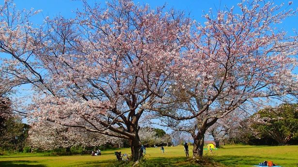 大房岬のアウトドアアクティビティを味わいながらお花見も楽しめる/大房岬自然公園の桜 画像提供：大房岬自然公園