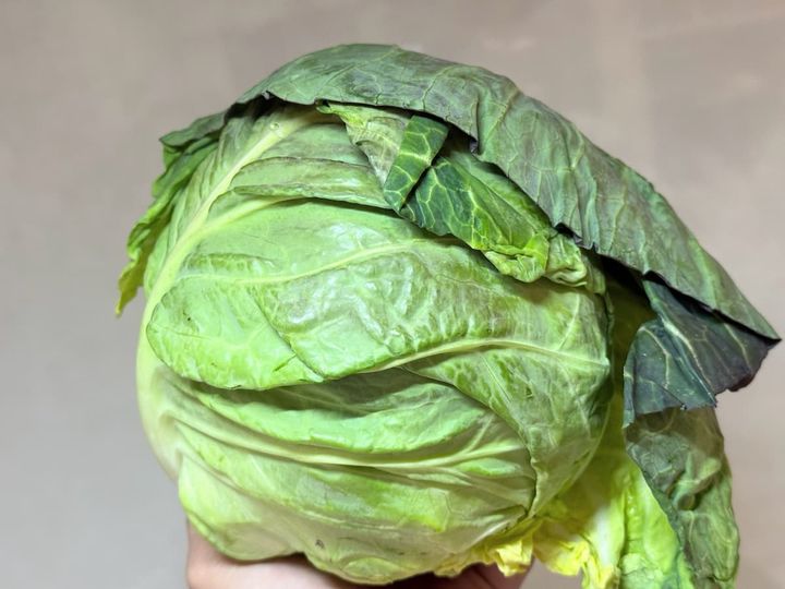 美味しい春キャベツの選び方