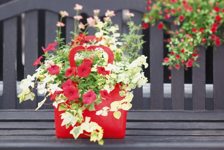秋までたくさんの花が次々と咲く！ 吉谷桂子さんの【ペチュニアの寄せ植え】
