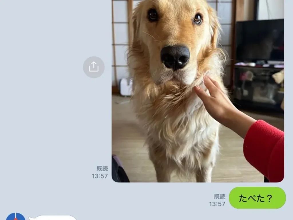 犬との絆を深める！愛情溢れる日常の演技派