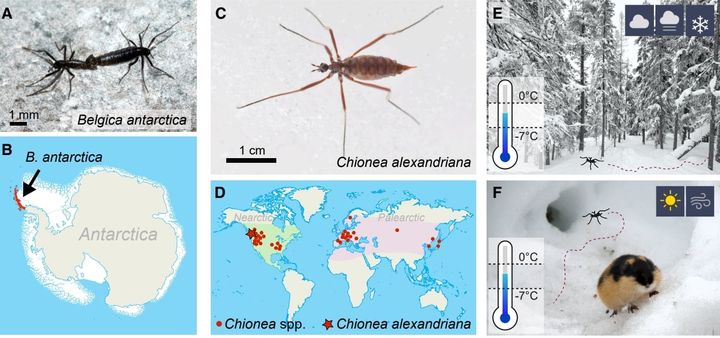 スノーフライは寒さに強く南極などの極寒の地でも生息できる