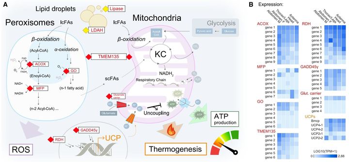 スノーフライでは極寒の地で恒温動物のように発熱するのにミトコンドリアとペルオキシソームの遺伝子が強化されているようだ
