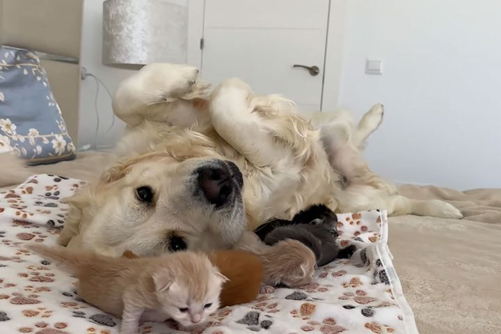 完全にリラックスした「ヘソ天」状態のゴールデンレトリバーに寄り添う子猫たち