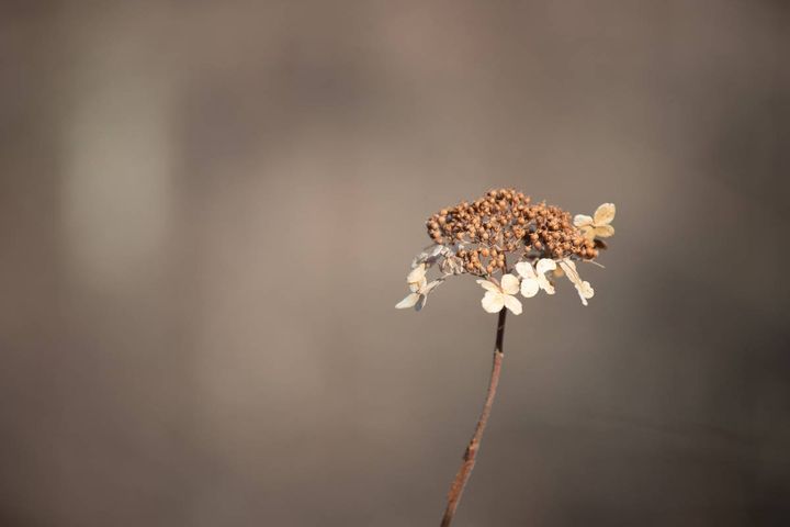 窓 仕事運 下がる 枯れた植物