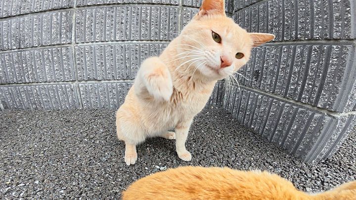 攻撃してくる猫