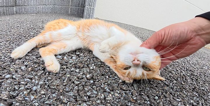 撫でられる猫