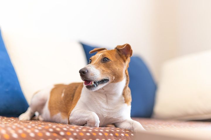 飼い主の生活環境の変化が原因で、ストレスや不安を感じたペットが示す行動とは？（画像はイメージ）