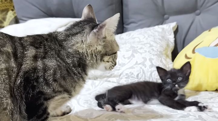 保護子猫と先住猫の初対面