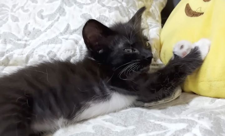 保護された子猫