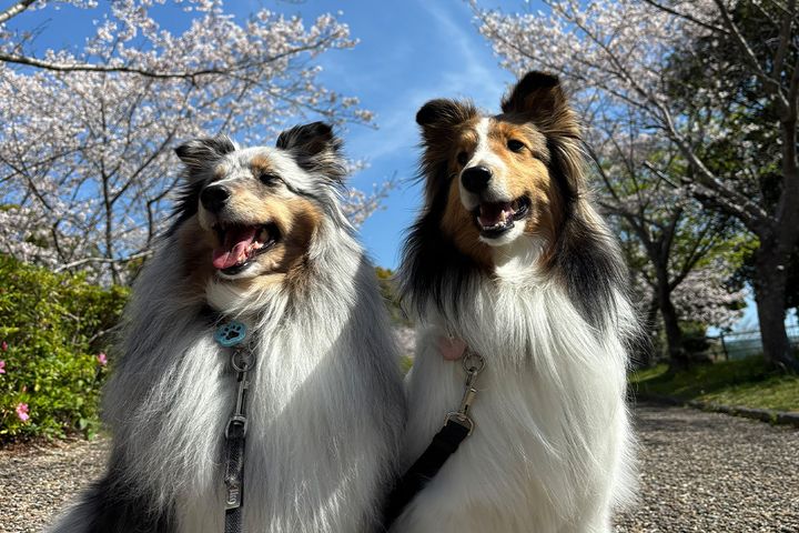 画像提供：アクラピネル（@AkuaLapisdawan）さん