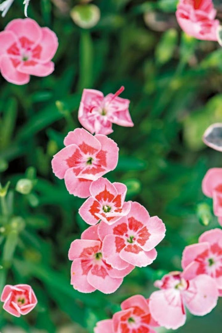 ダイアンサス‘ミーテ ピーチラテ’