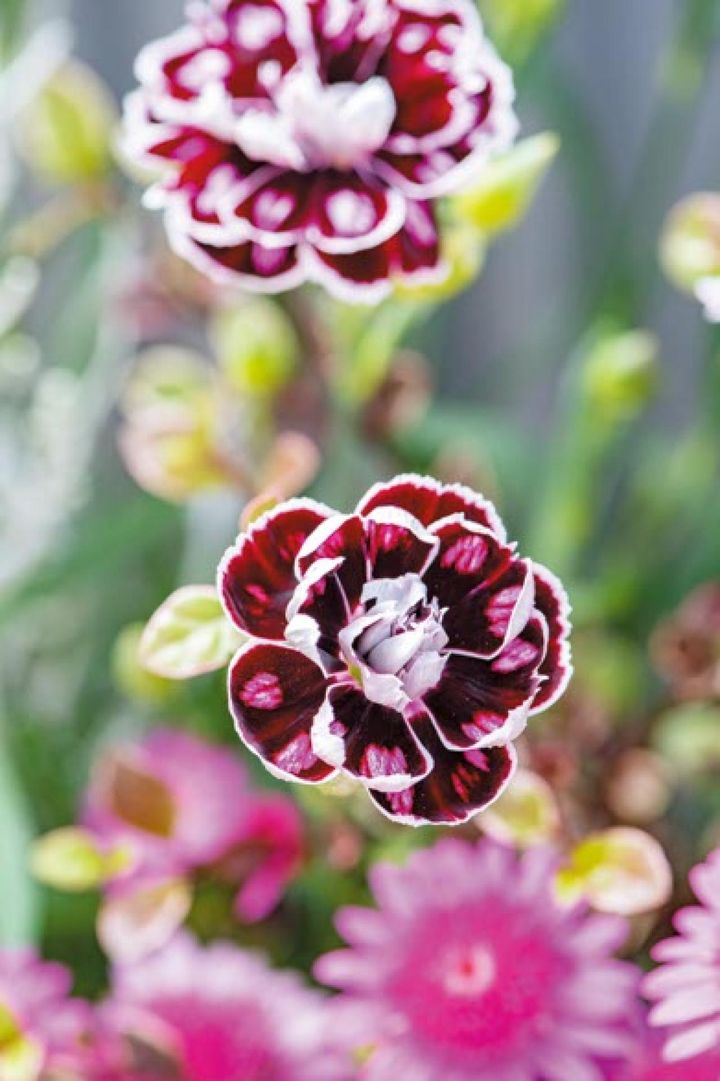 ダイアンサス‘カピタン ディアス’