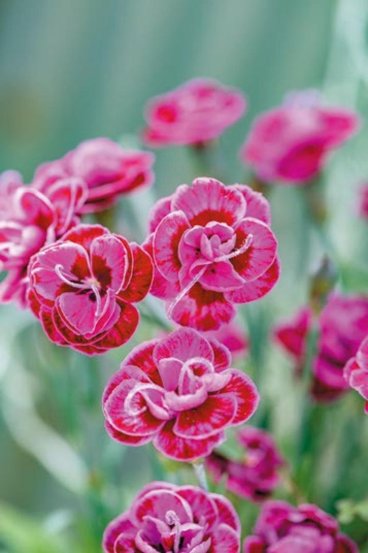 ダイアンサス ‘パープルウェディング’