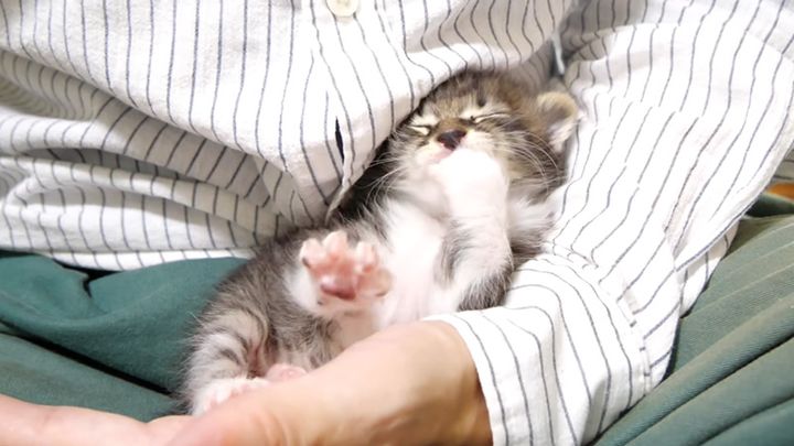 腕の中で甘える子猫