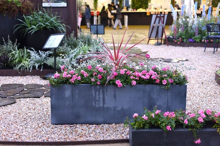 バラ アミローズ