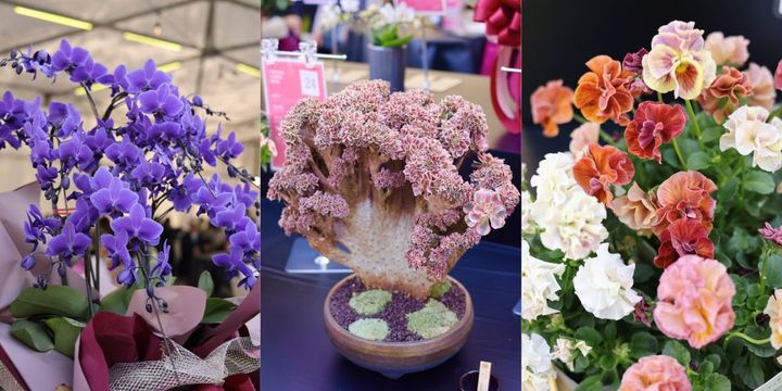 「FFSプランツアワード」