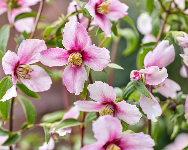 フィラデルファス プチパフューム ピンク