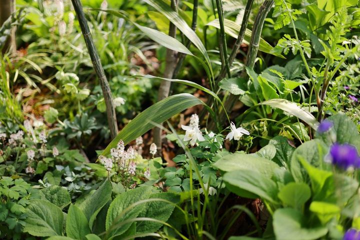 Fukuoka Flower Show 2026