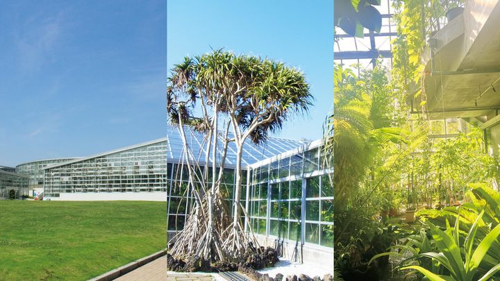 調布〈東京都立神代植物公園〉外観、八丈島〈八丈植物公園〉外観、町田〈昭和薬科大学薬用植物園〉温室内