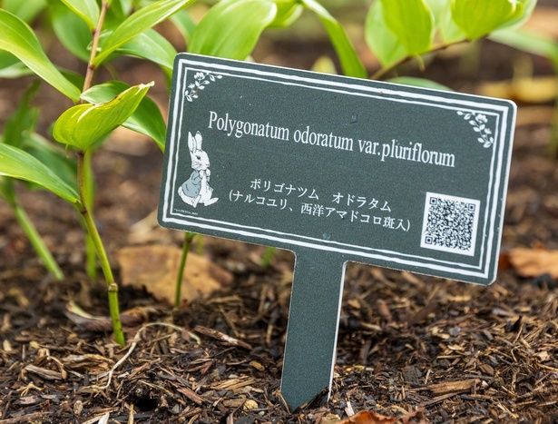 園内の代表的な草花には、ピーターラビットがあしらわれた「花名板」が添えられている。QRコードから詳細情報もチェック可能