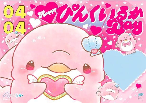 なんでも拾ってくるため、「ぱちこ」の愛称で親しまれるぴんくいるか。お誕生日は4月4日