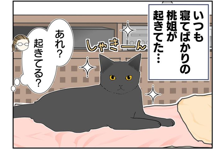 【マンガ・老猫日誌＃37】寝ているときも起きているみたい…19歳の元保護猫・桃姐