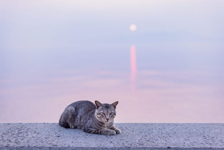 香川県・佐柳島の猫