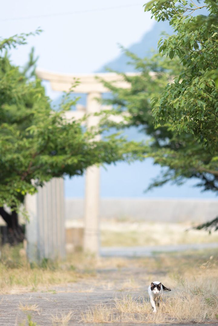 香川県・佐柳島の猫