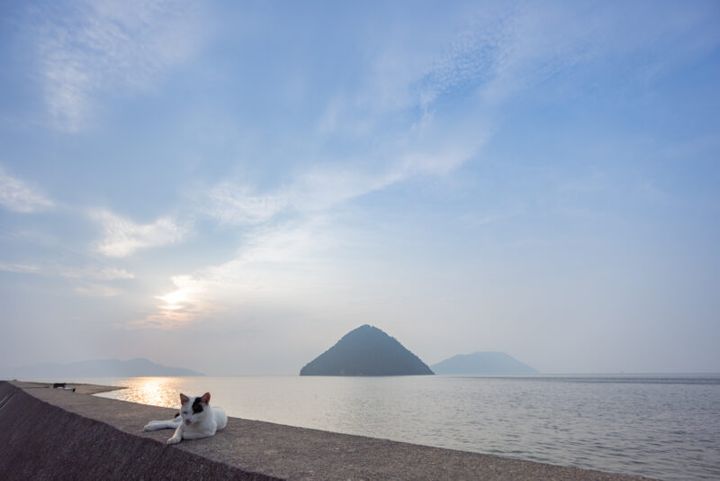 香川県・佐柳島の猫