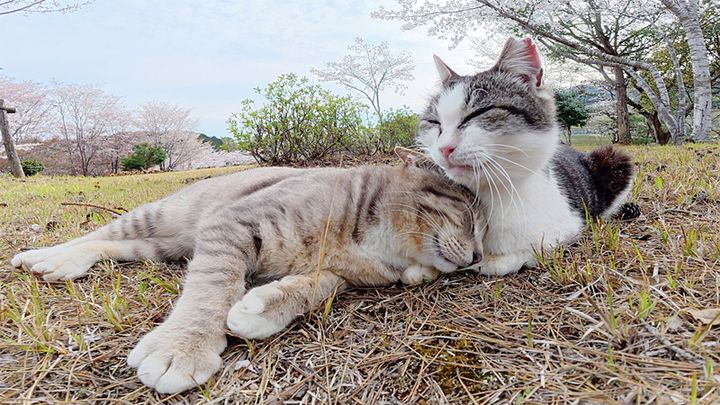 母猫にグルーミングされる猫