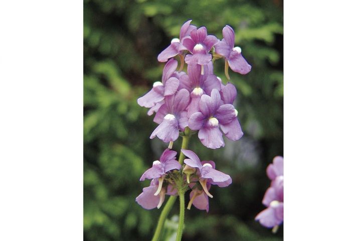 4月12日の花とは？【366日の誕生花と幸せの花言葉】