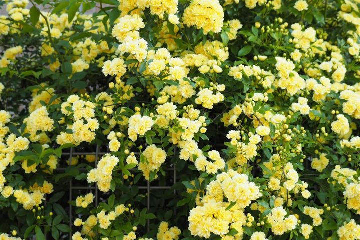 モッコウバラの基本知識：黄と白の違いは？育て方・剪定・肥料までまとめて解説【ガーデニング】