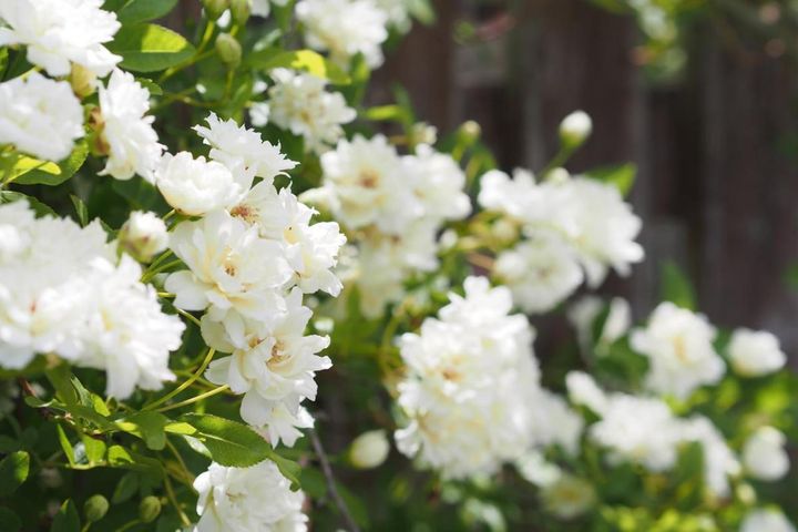 白のモッコウバラ。本来、モッコウバラといえばこちらを指しますが、今は黄色のほうがポピュラーに。