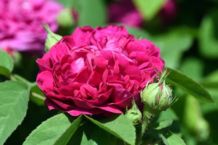 こちらはダマスク系のオールドローズ。古めかしい紫のロゼット咲きで、強い香りを放ちます。