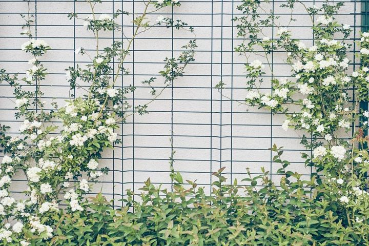 苗を植えて1～2年のモッコウバラ。これからぐんぐん伸びることでしょう。白のほうが黄より香りがあります。