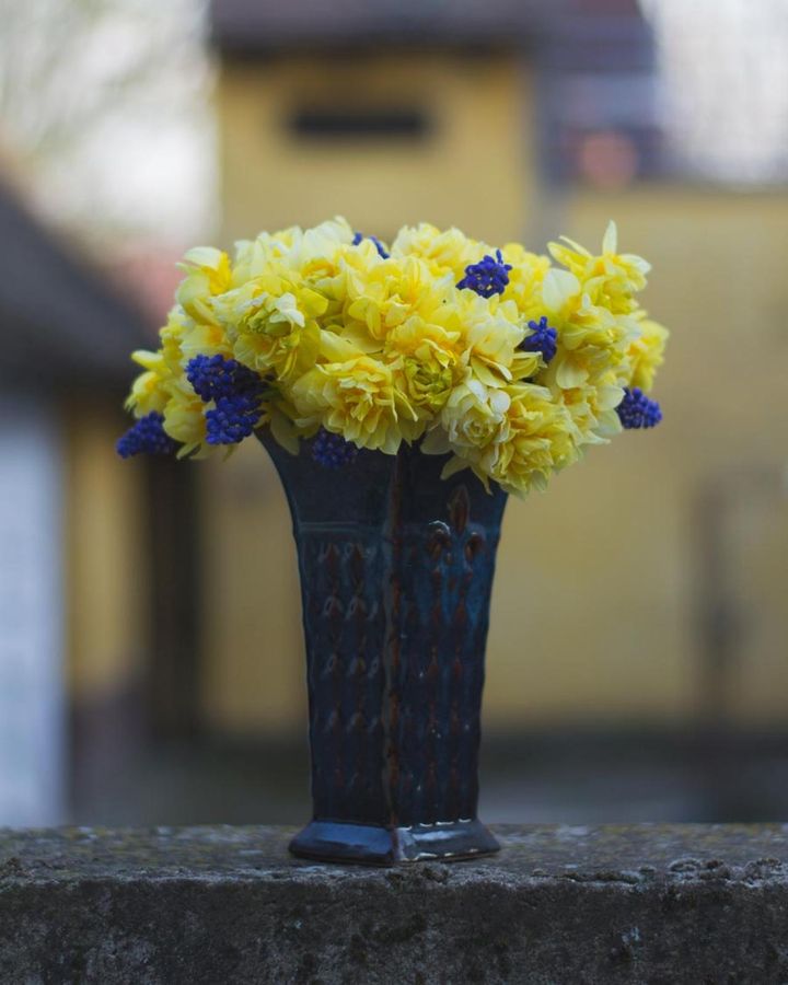 青い花瓶の中に生けたキモッコウバラ。長く伸びるので惜しげなく切れるのがうれしい。ラベンダーなどの青い小花との相性は抜群です。