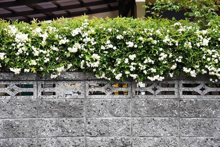 塀の上にモッコウバラを這わせて上部を隠した例。常緑の枝が旺盛に伸びるので目隠しにもいいのです。