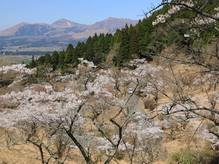 All About ニュース編集部が全国250人を対象に実施した「桜の名所に関するアンケート」の調査結果から、熊本で行ってみたい＆好きな桜の名所ランキングを発表！ 2位「高森峠千本桜」を抑えた1位は？