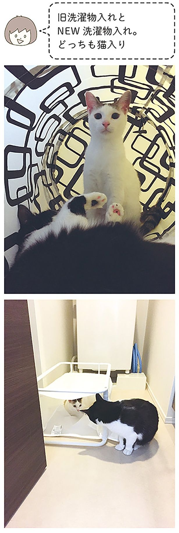 どっちも猫入り （C）卵山玉子／KADOKAWA